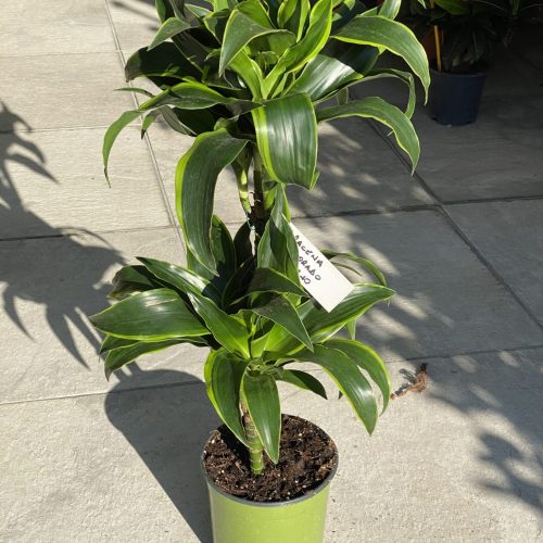 1E8ACE48-44C8-43FC-8F72-E5129E5171B1