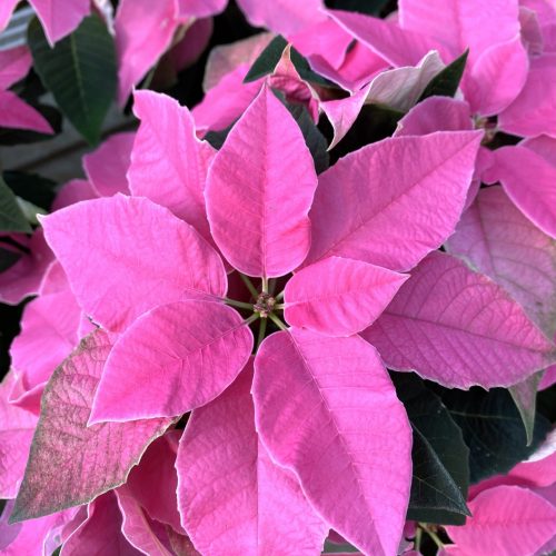 624E3FD4-0055-4496-AAC3-119775A13461