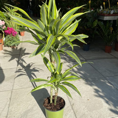 CABB61A6-E6C2-4242-AFD5-F223D8AD2C9B