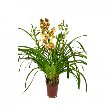 Orchidea Cymbidium Giallo