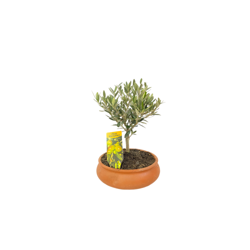 bonsai ulivo