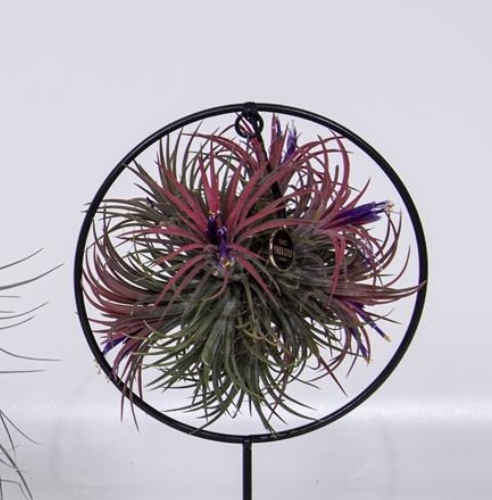 Schermata 2020-12-12 alle 16.31.00