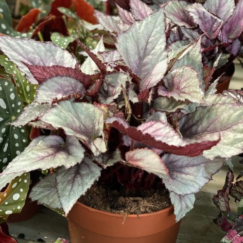 558E8DC6-4508-46BB-9995-0889AE4D2677