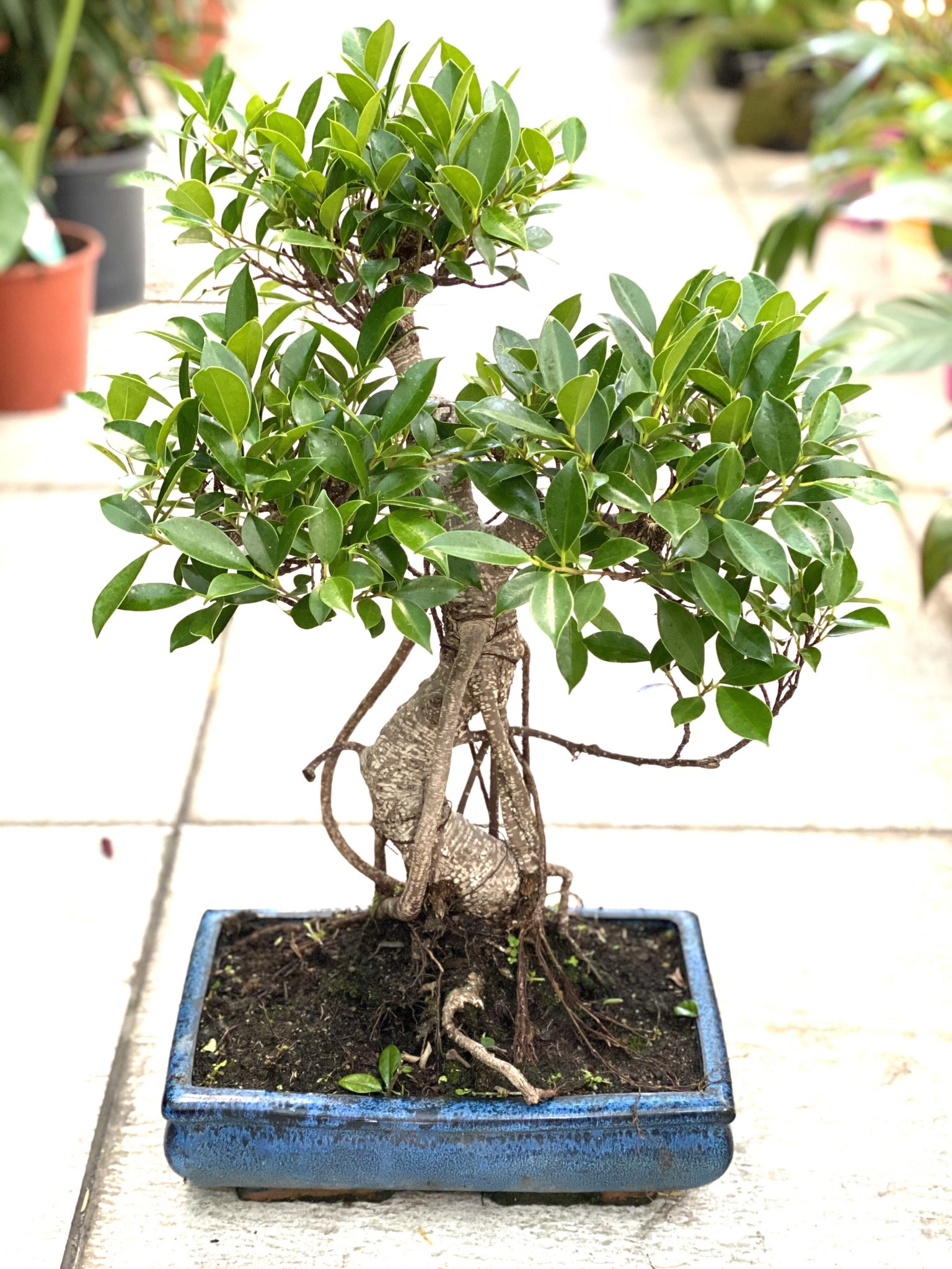 Bonsai Ficus L Vivaio Roma Garden