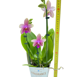 orchidea_fragran