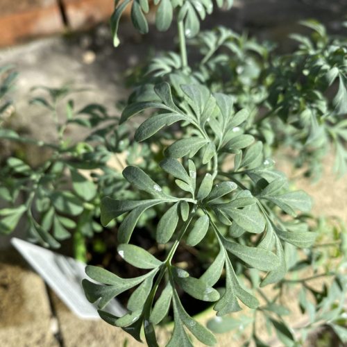 02AB4B8C-1586-4BBF-AA1E-A64CA4CC6C7E