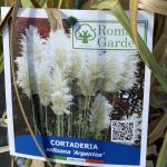 Cortaderia Bianca