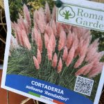 Cortaderia Rosa