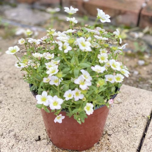 F73DF626-062C-48C1-8C7C-81F90EE88514