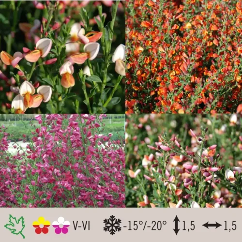 cytisus-scoparius-1024×1024