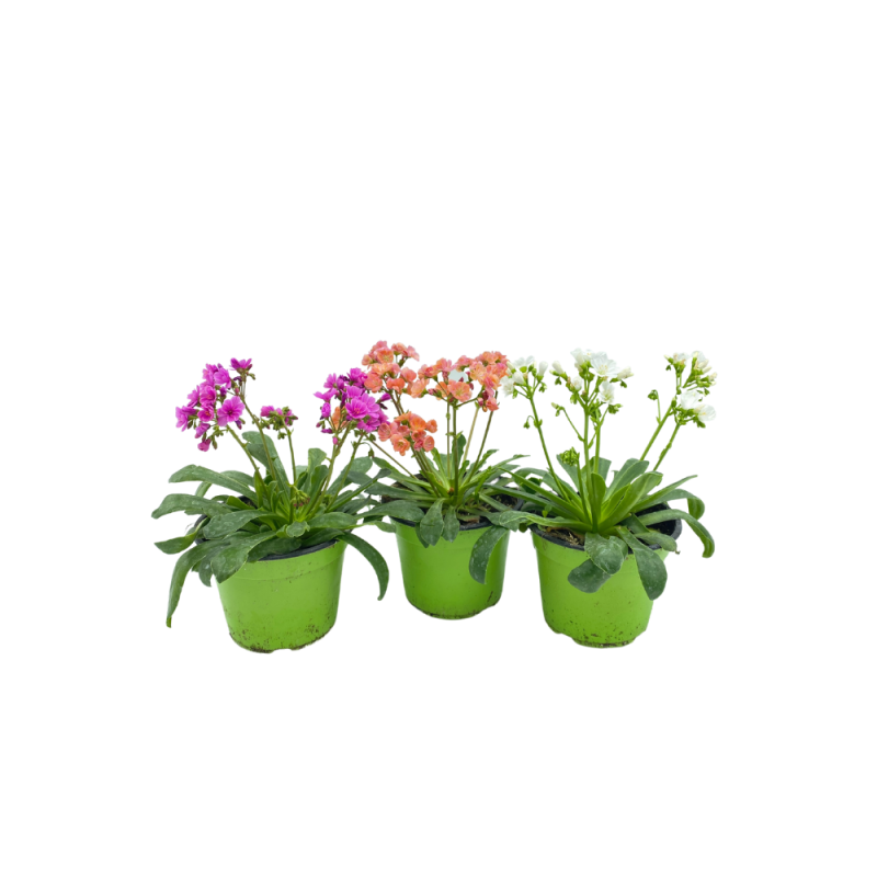 lewisia