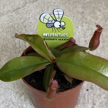 Nepenthes Bloody Mary