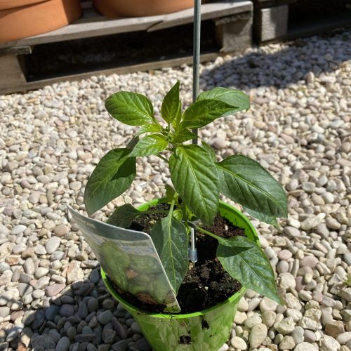 0E32224A-5800-4DC6-9A8C-762E70F9FC63