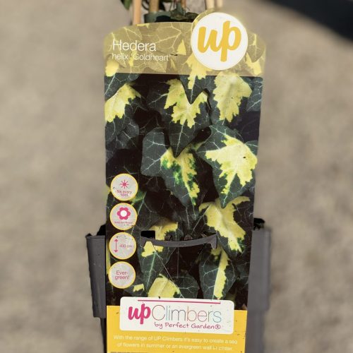 1A6C4381-55ED-4503-BDFA-0C8DEA2ECDB5