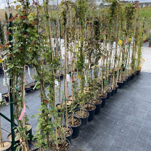 3605D42F-A439-4635-BF4A-EEB3BA6E067F