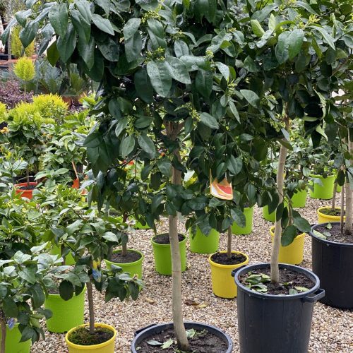 75992800-C4D4-488F-B6B8-7481224DF026