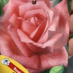 Rosa Rampicante Rosa