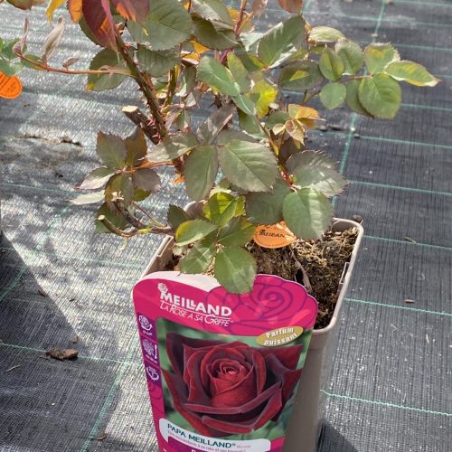 84898217-4F46-4BFD-B885-027B3EC0289F