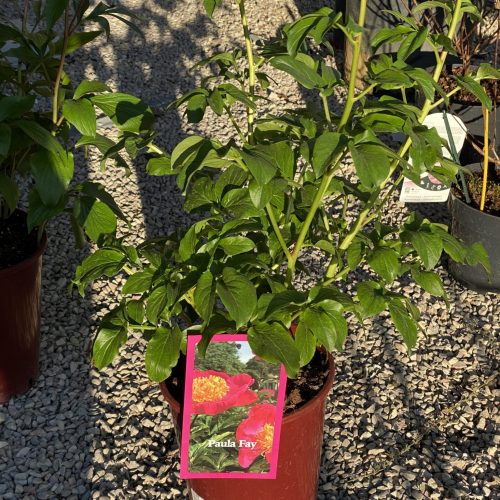 88D08270-2516-4EFD-AC53-358E861316E6