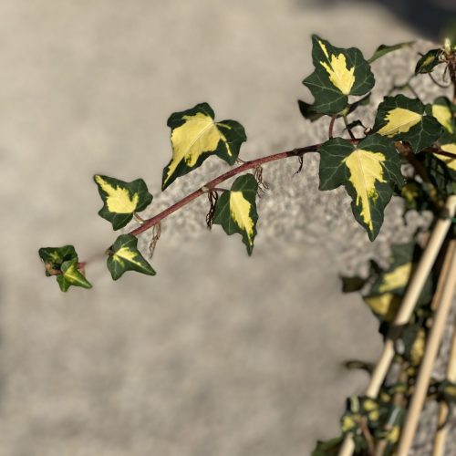 B8729F59-E428-4907-89BA-0F72209152A9