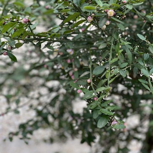 CA6F9DE3-94E2-4F9D-9B76-806410AA1082