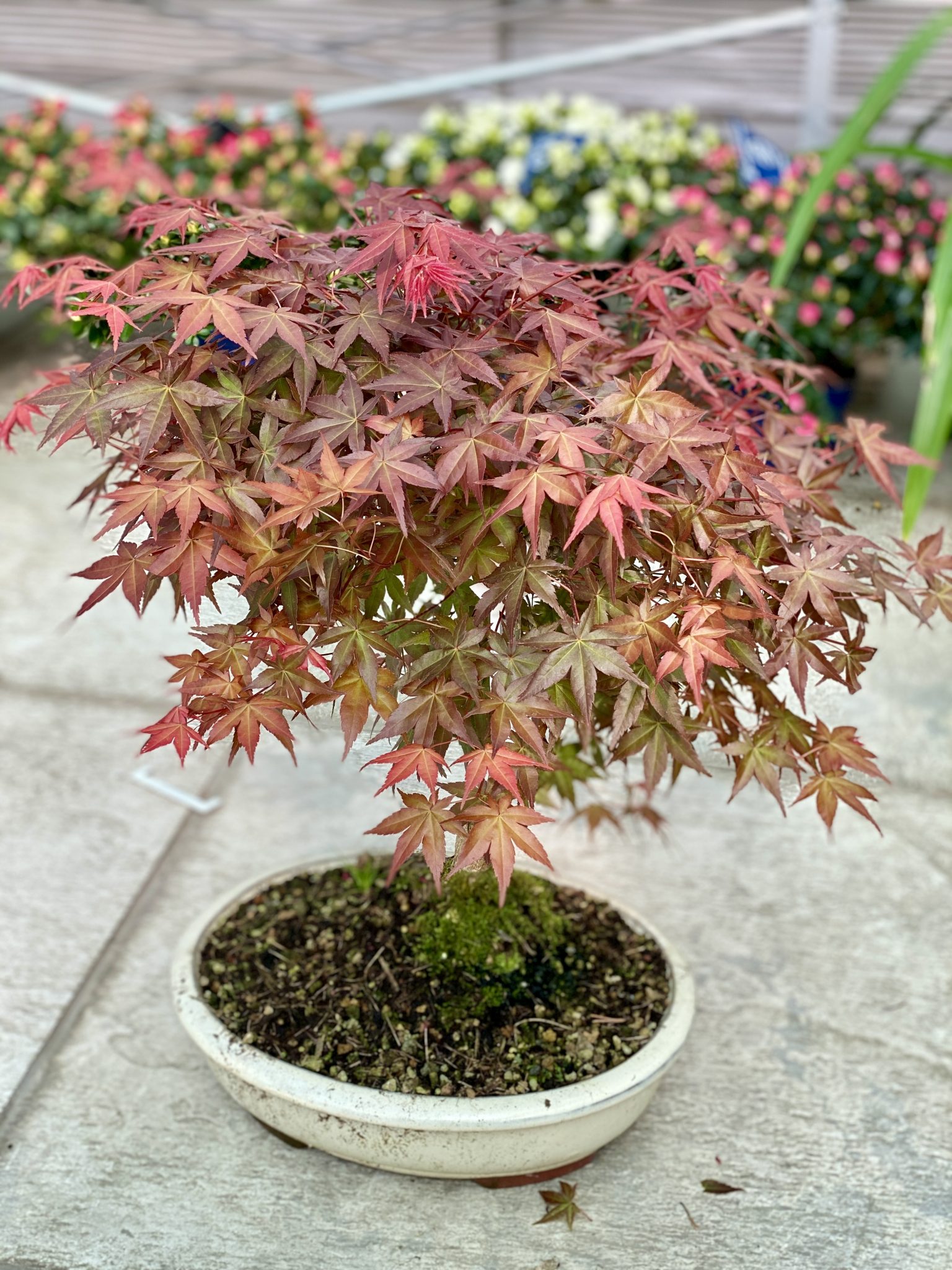 bambus riesen Gelber Laufbambus - Phyllostachys aureosulcata aureocaulis