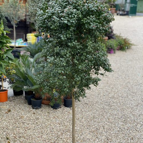 F68F2239-0269-4E3B-924C-C489A0064BEB