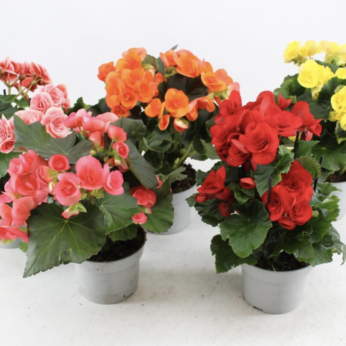 Schermata 2021-03-09 alle 18.23.43