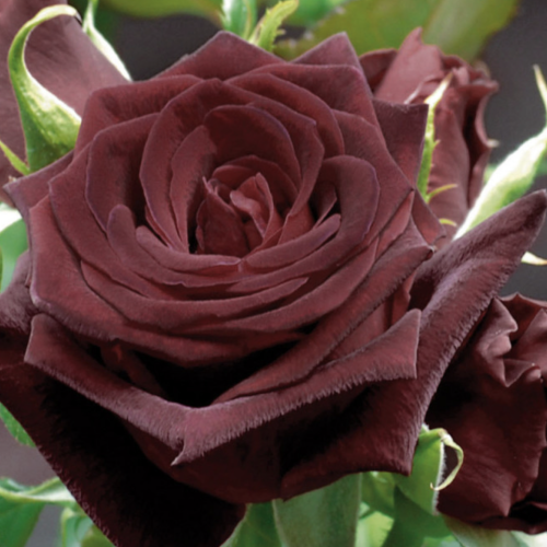 Schermata 2021-03-11 alle 12.03.02