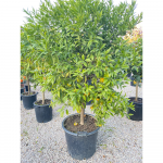 Mandarino Clementino vaso cm 33