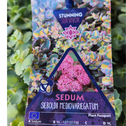 sedum