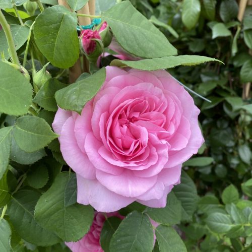 5569DC5F-E3B1-40DE-85F1-DC3181AD76B6