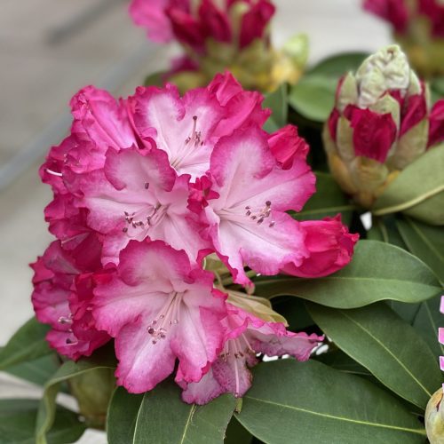 6EA0AC3A-00A7-4937-A587-94F8CEEA1179