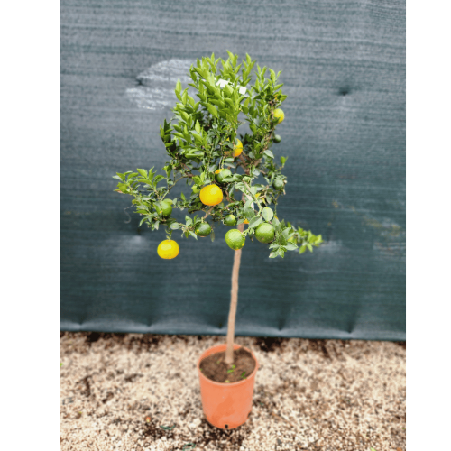 chinotto