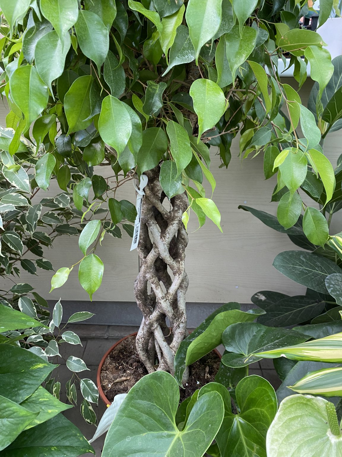 Ficus finto NEVIO, tronco artificiale, vaso, verde-bianco, 120cm