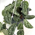 Pothos  picta argyraeus Basket