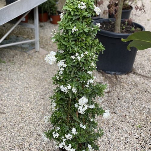 BD30C36F-A2BA-4C39-B39A-B5F7717FF043