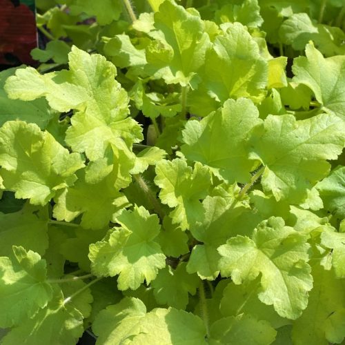 D8A231DA-D28C-41B1-9970-A36882BD12C9