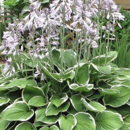 Schermata 2021-04-13 alle 12.34.16