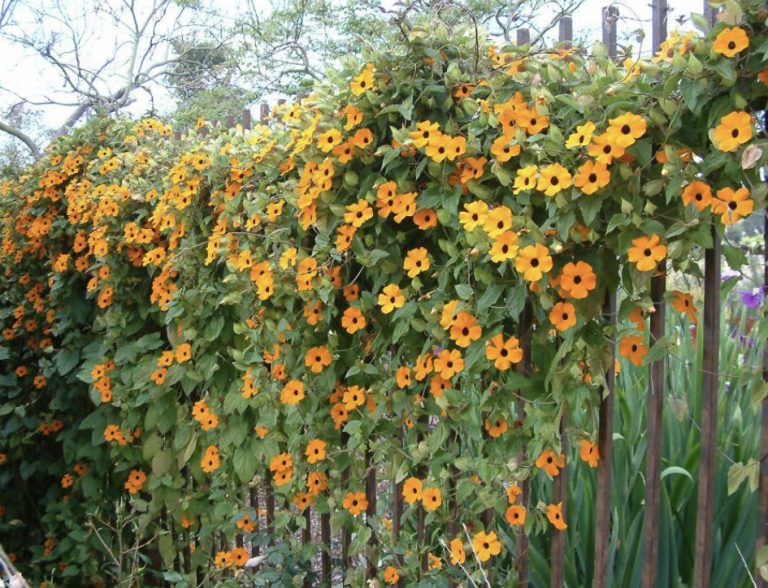 Thunbergia Alata Vivaio Roma Garden