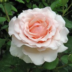 roberto-capucci-