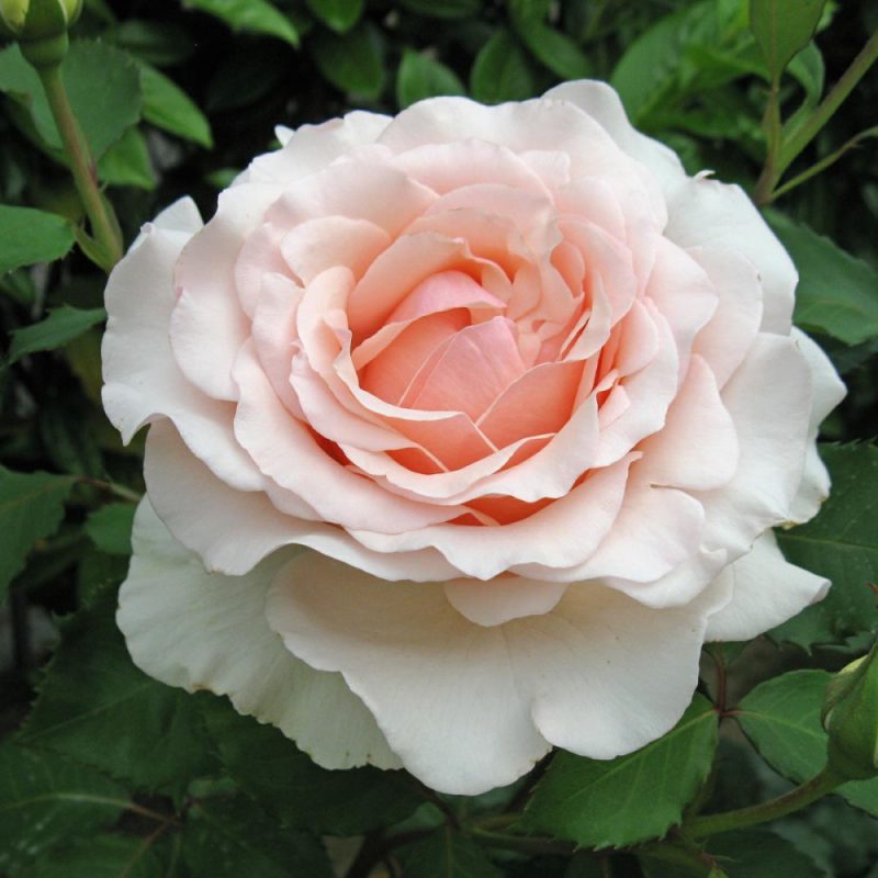 roberto-capucci-