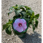 Hibiscus Gigante P