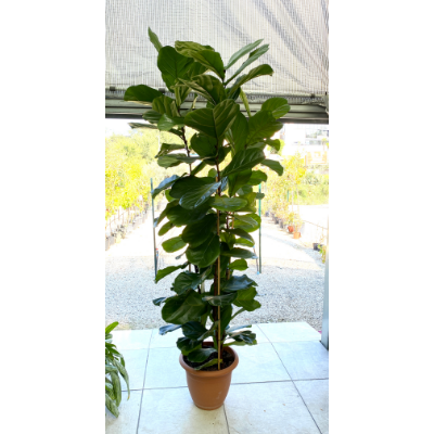Ficus Lyrata XL