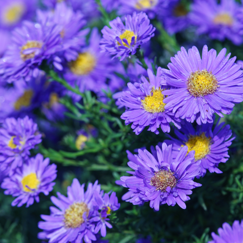 aster