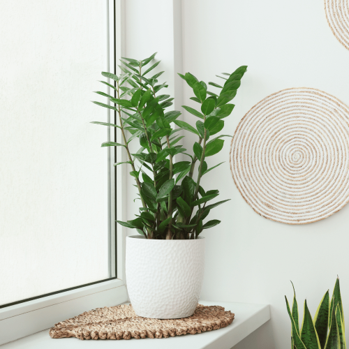zamioculcas