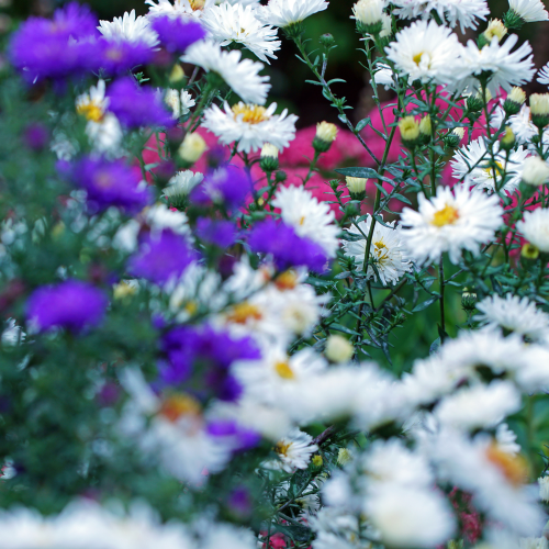 aster