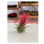 Tillandsia Ionantha Rubra
