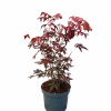 Alberi