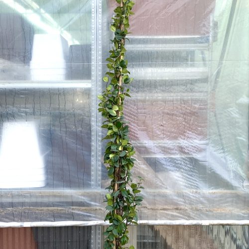 3F6AF413-846B-4961-AC0D-ADE2D68FF667